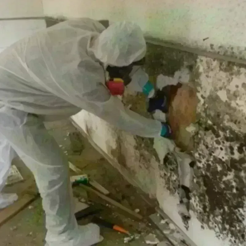 Mold Remediation and Removal in Spurgeon, TN